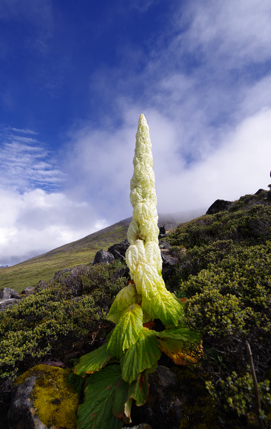 雪莲花|娱乐时代的植物：为什么受伤的总是我？
