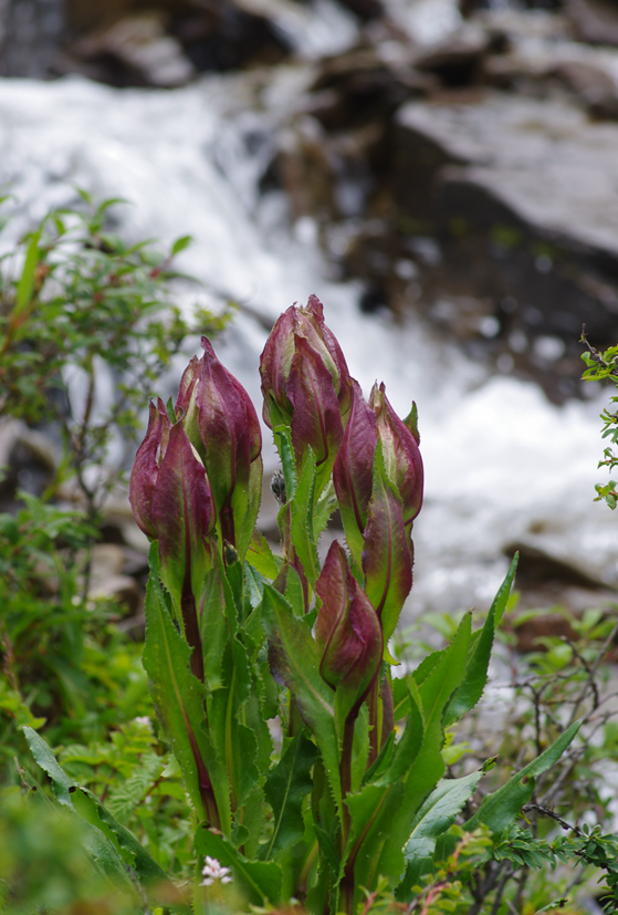 雪莲花|娱乐时代的植物：为什么受伤的总是我？