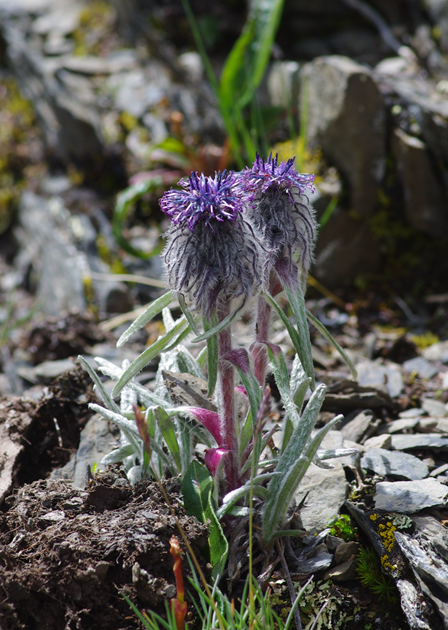 雪莲花|娱乐时代的植物：为什么受伤的总是我？