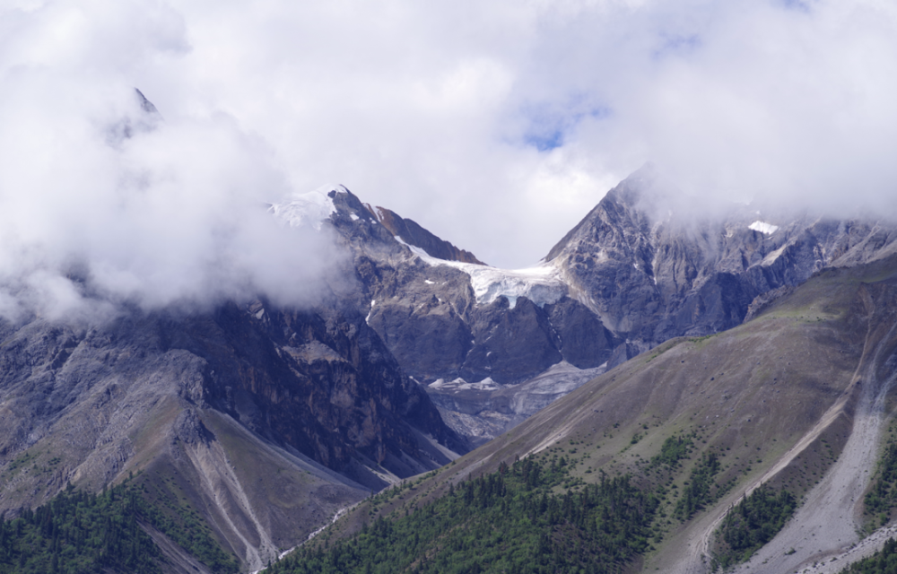 雪莲花|娱乐时代的植物：为什么受伤的总是我？