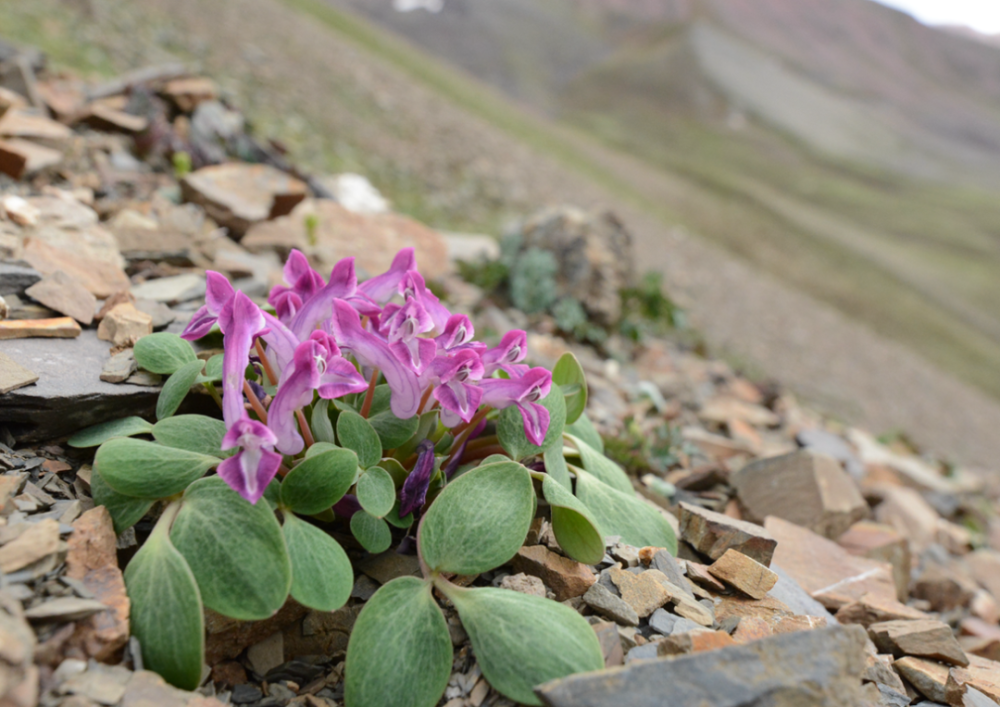 雪莲花|娱乐时代的植物：为什么受伤的总是我？