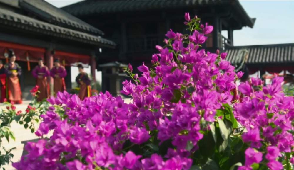 雪莲花|娱乐时代的植物：为什么受伤的总是我？