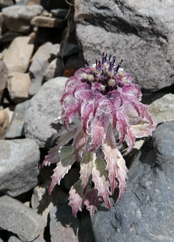 雪莲花|娱乐时代的植物：为什么受伤的总是我？