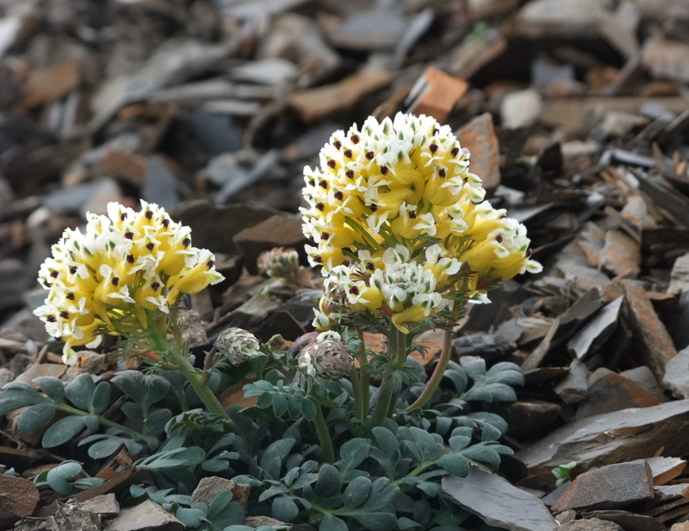雪莲花|娱乐时代的植物：为什么受伤的总是我？