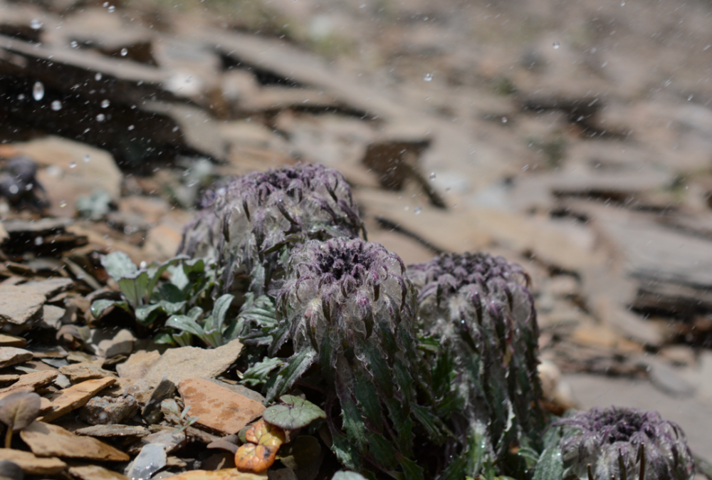 雪莲花|娱乐时代的植物：为什么受伤的总是我？