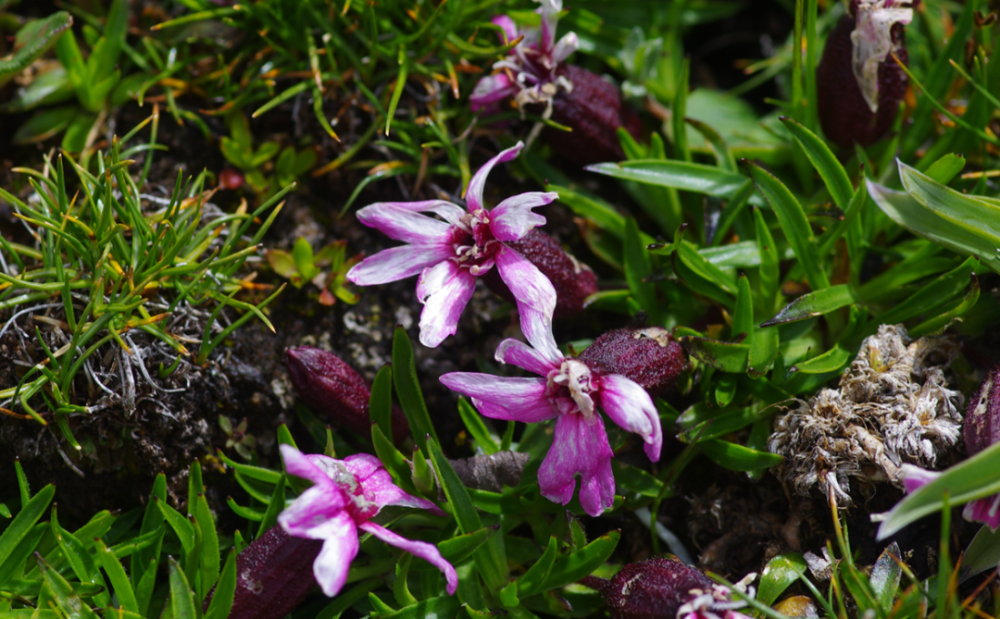 雪莲花|娱乐时代的植物：为什么受伤的总是我？