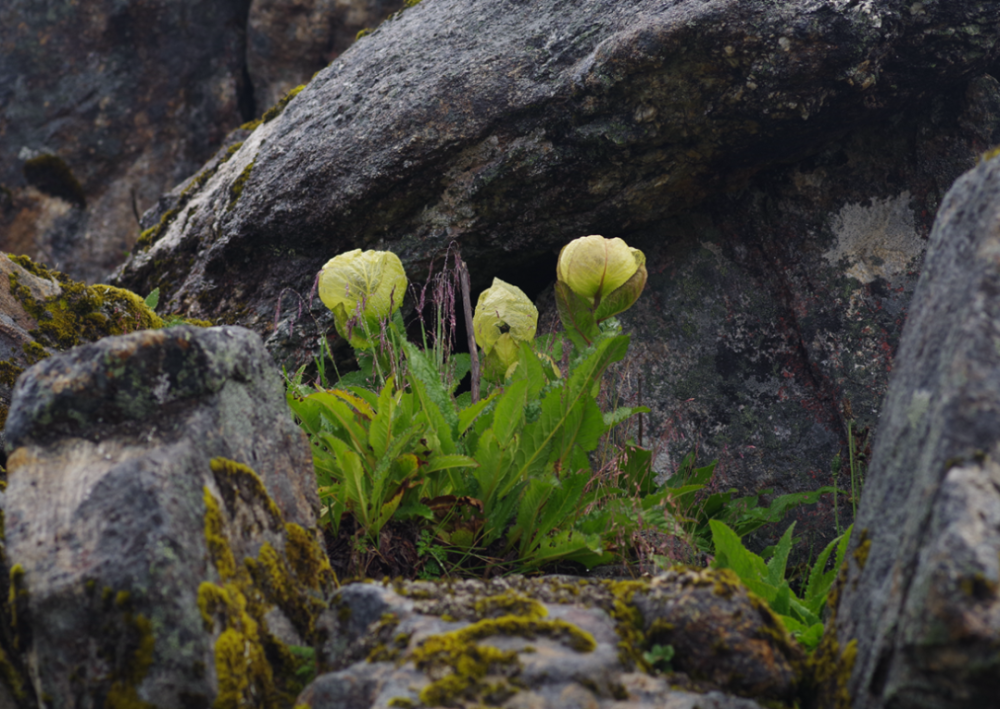 雪莲花|娱乐时代的植物：为什么受伤的总是我？