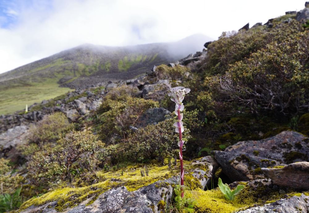 雪莲花|娱乐时代的植物：为什么受伤的总是我？