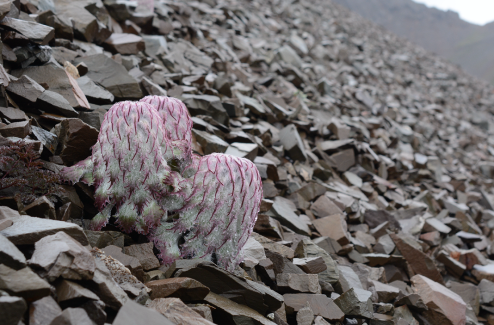 雪莲花|娱乐时代的植物：为什么受伤的总是我？