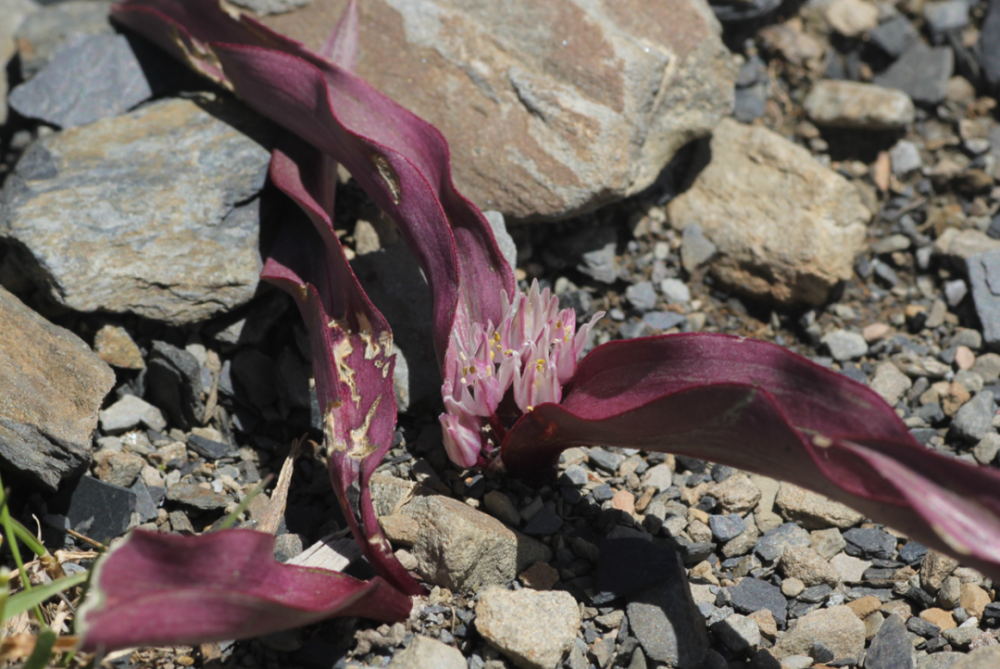 雪莲花|娱乐时代的植物：为什么受伤的总是我？