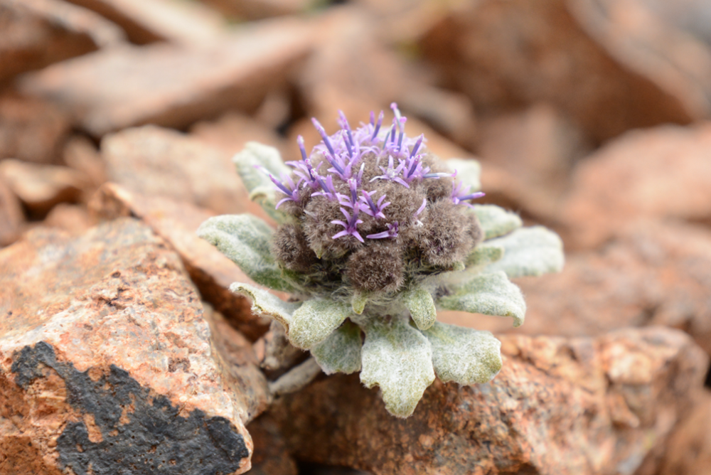 雪莲花|娱乐时代的植物：为什么受伤的总是我？
