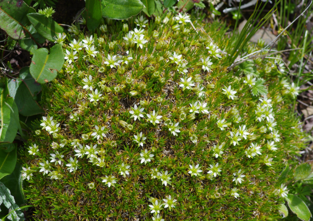 雪莲花|娱乐时代的植物：为什么受伤的总是我？