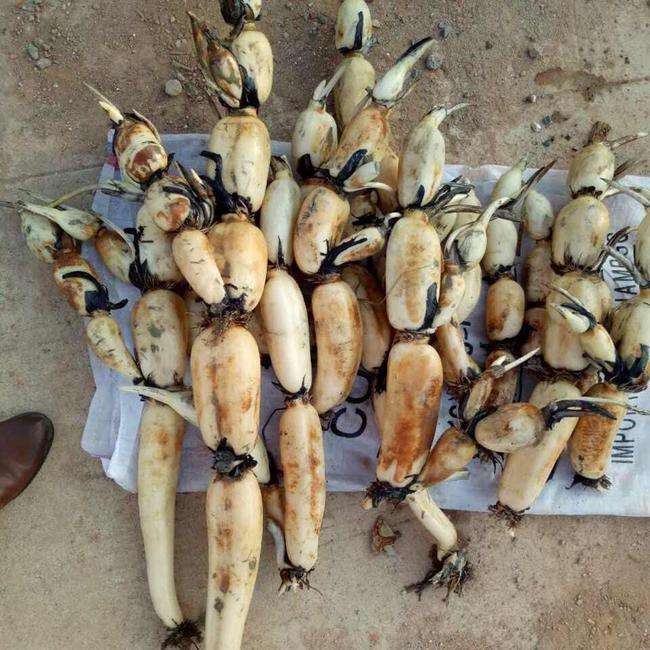 莲商会 鄂莲7号,又名35号珍珠藕的介绍及种植过程