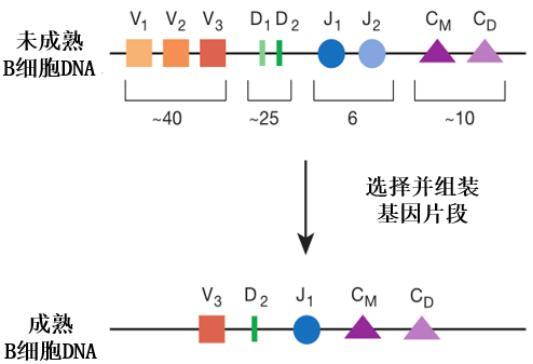 抗体|与病毒的战斗中，我们靠的是体内的1亿种抗体“特种部队”