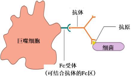 抗体|与病毒的战斗中，我们靠的是体内的1亿种抗体“特种部队”