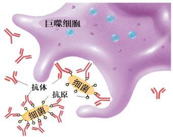 與病毒的戰鬥中,我們靠的是體內的1億種抗體