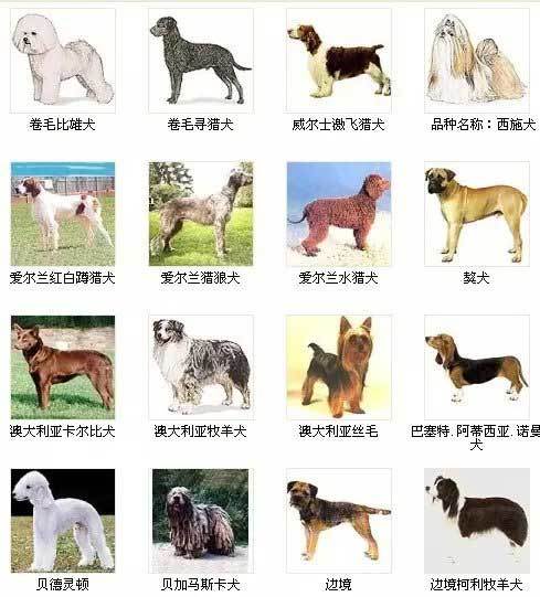 宠物狗狗品种大全及图片带名字世界名犬品种
