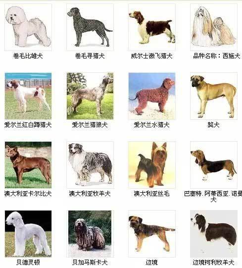 宠物狗狗品种大全及图片带名字-世界名犬品种