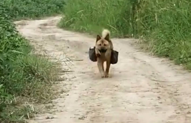 小土狗每天给地里干活的主人送饭