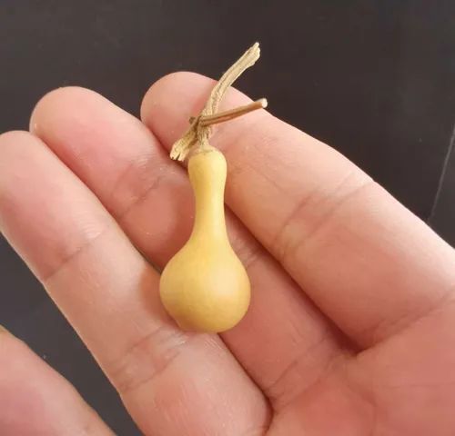 葫芦|小葫芦的大魅力