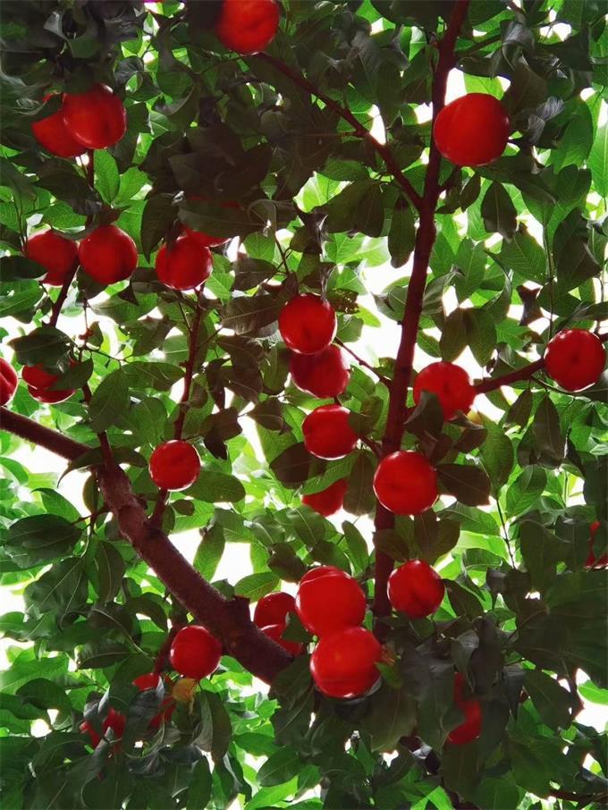 平谷区|北京很大，玩的很多京郊游还得上平谷玲珑花宿民宿既有山野乡村大自然的感觉