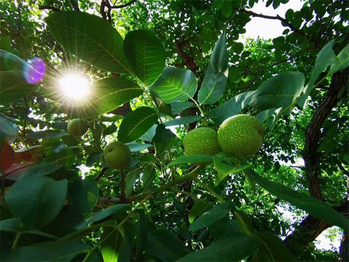 平谷区|北京很大，玩的很多京郊游还得上平谷玲珑花宿民宿既有山野乡村大自然的感觉