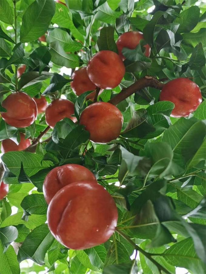 平谷区|北京很大，玩的很多京郊游还得上平谷玲珑花宿民宿既有山野乡村大自然的感觉