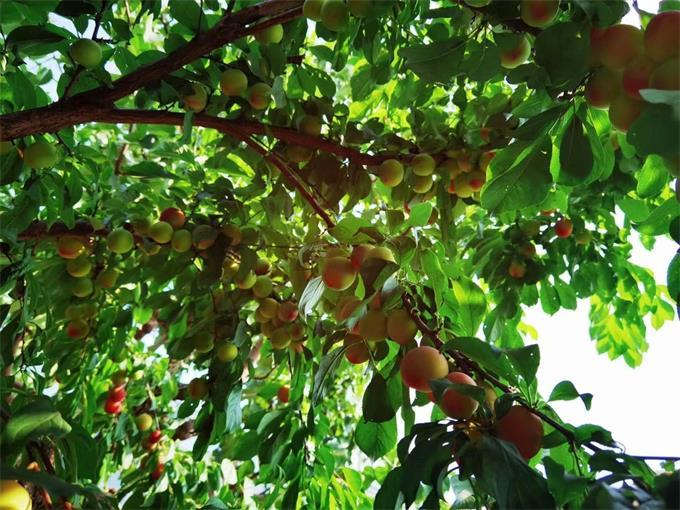 平谷区|北京很大，玩的很多京郊游还得上平谷玲珑花宿民宿既有山野乡村大自然的感觉