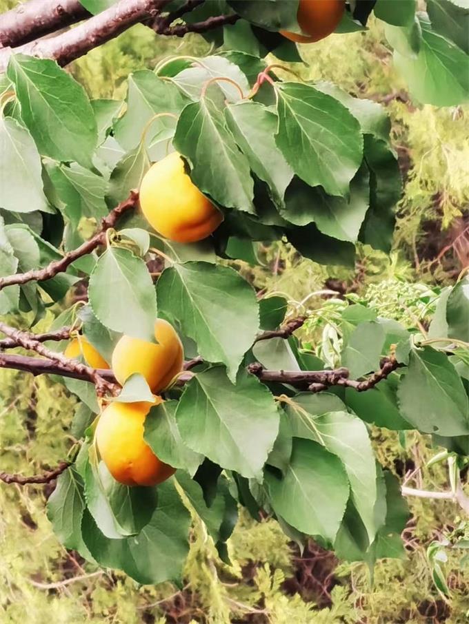 平谷区|北京很大，玩的很多京郊游还得上平谷玲珑花宿民宿既有山野乡村大自然的感觉