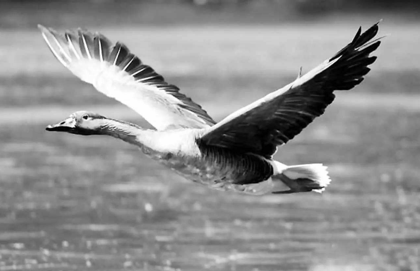 郭德纲|一首诗获网友近47万点赞：郭德纲为侯耀文写的这首诗，真有水平吗