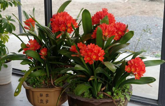 盆栽植物|秋季换盆土啦！剩下的旧土怎么解决？2种操作让它变得肥力十足