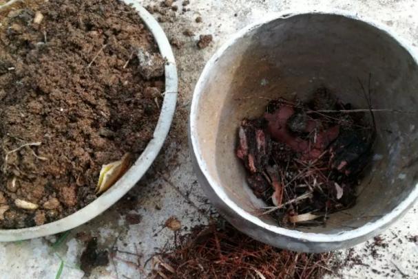 盆栽植物|秋季换盆土啦！剩下的旧土怎么解决？2种操作让它变得肥力十足