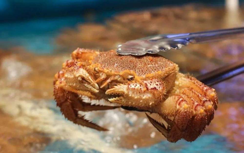 螃蟹|蟹奴是什么样的生物？螃蟹为什么会成为它们的奴隶，听命于它？