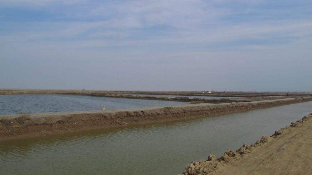 螃蟹|蟹奴是什么样的生物？螃蟹为什么会成为它们的奴隶，听命于它？