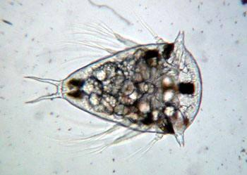 螃蟹|蟹奴是什么样的生物？螃蟹为什么会成为它们的奴隶，听命于它？