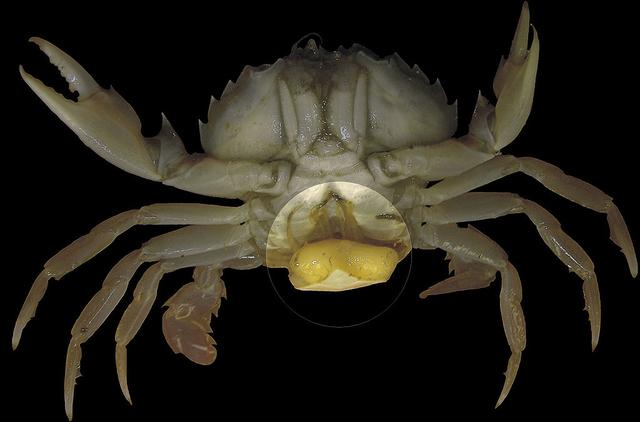 螃蟹|蟹奴是什么样的生物？螃蟹为什么会成为它们的奴隶，听命于它？