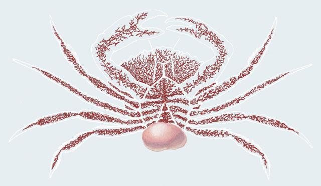 螃蟹|蟹奴是什么样的生物？螃蟹为什么会成为它们的奴隶，听命于它？