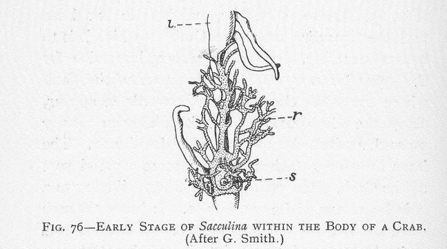 螃蟹|蟹奴是什么样的生物？螃蟹为什么会成为它们的奴隶，听命于它？