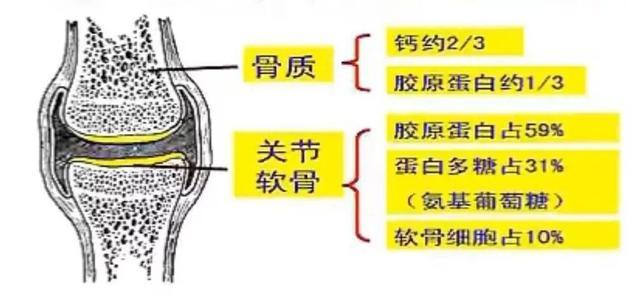 构成骨骼与肌肉相连的筋腱的成分80%是胶原蛋白.
