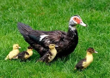 番鸭生病怎么办?看看主要病毒病及其防控要点