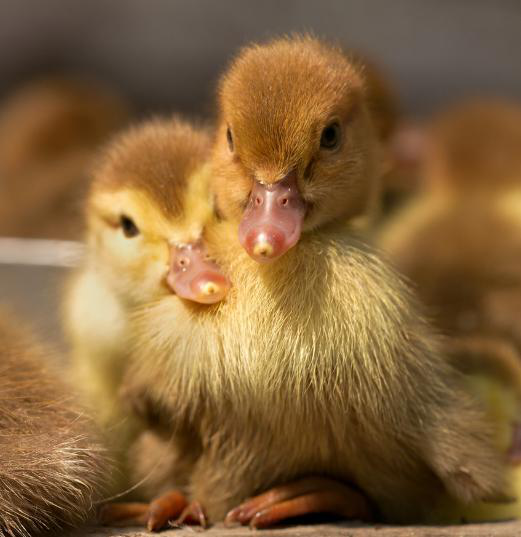 雏番鸭如何饲养管理,快来学学吧_腾讯新闻