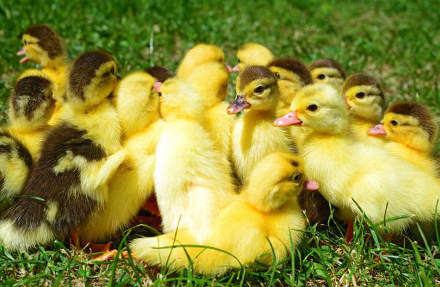 雏番鸭如何饲养管理,快来学学吧_腾讯新闻