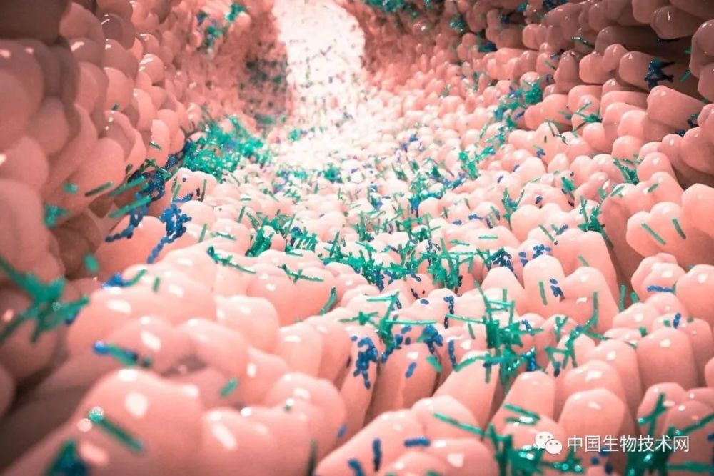 肠道微生物组|又见“肠-脑”重磅研究！Nature：孕妇肠道菌群在影响胎儿的大脑发育