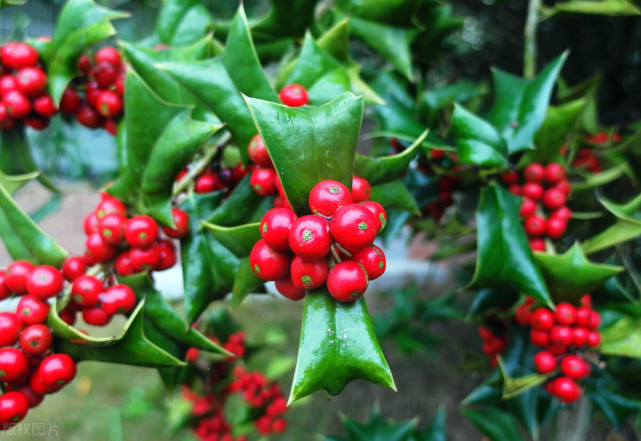 都说带刺的玫瑰这些其它带刺的花你见过吗