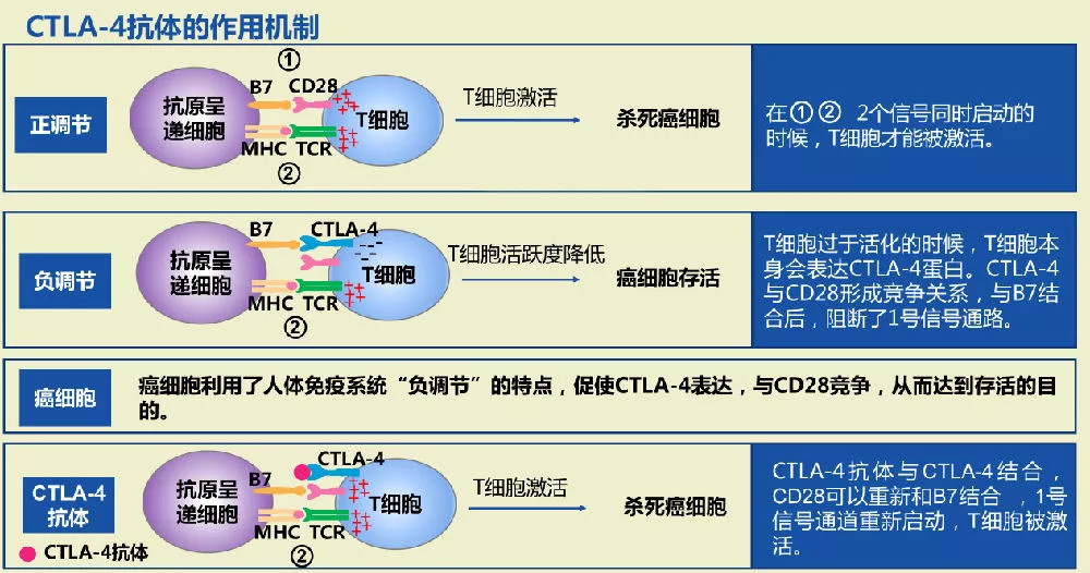 神经元性异性烯醇酶_神经元素异性烯醇化酶_神经元特异性烯醇化酶偏高是什么意思