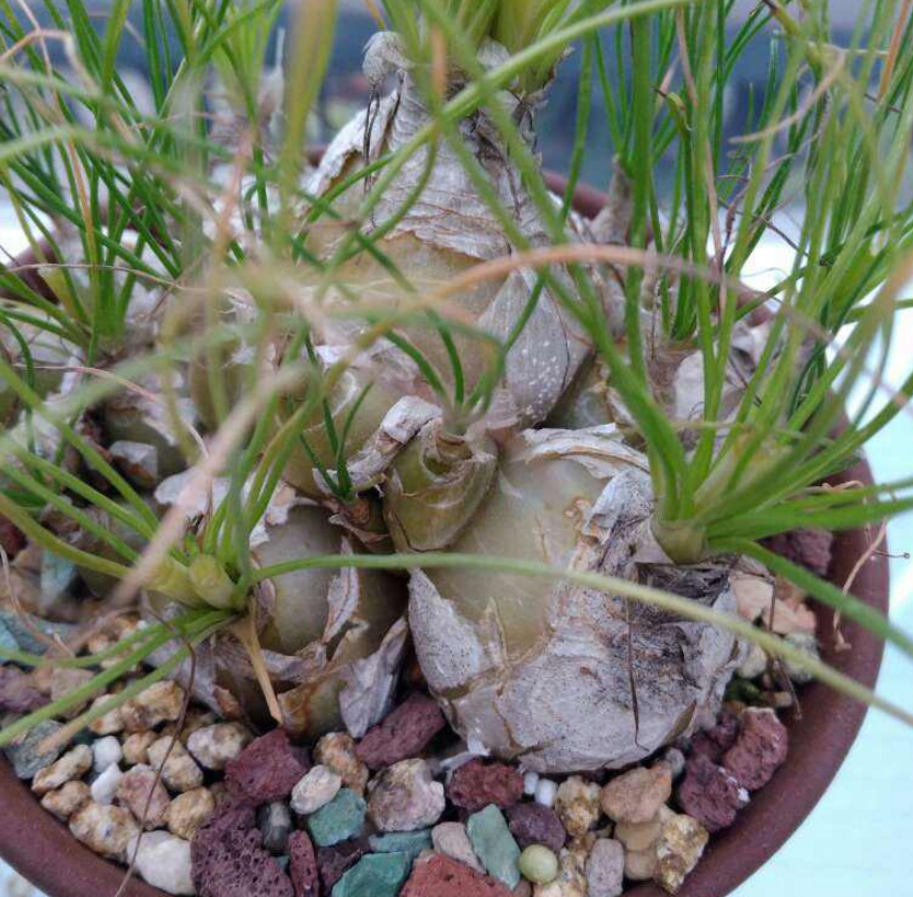 苍角殿分为大苍角殿和小苍角殿两种,正如名字所表示的,它们俩的最主要