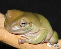 火影之蛤蟆召唤术通灵兽品种介绍