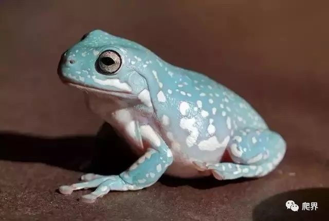 火影之蛤蟆召唤术通灵兽品种介绍