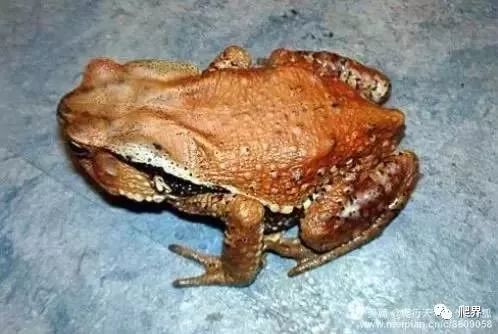 火影之蛤蟆召唤术通灵兽品种介绍