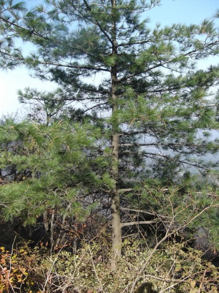 大别山五针松(pinus dabeshanensis)国家Ⅱ级保护植物.